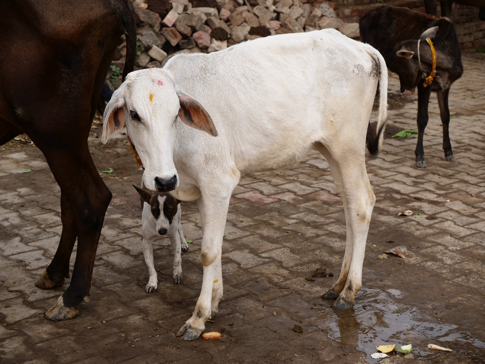  28 Gopashtami Radha kunda Govardhan 19.11.04
